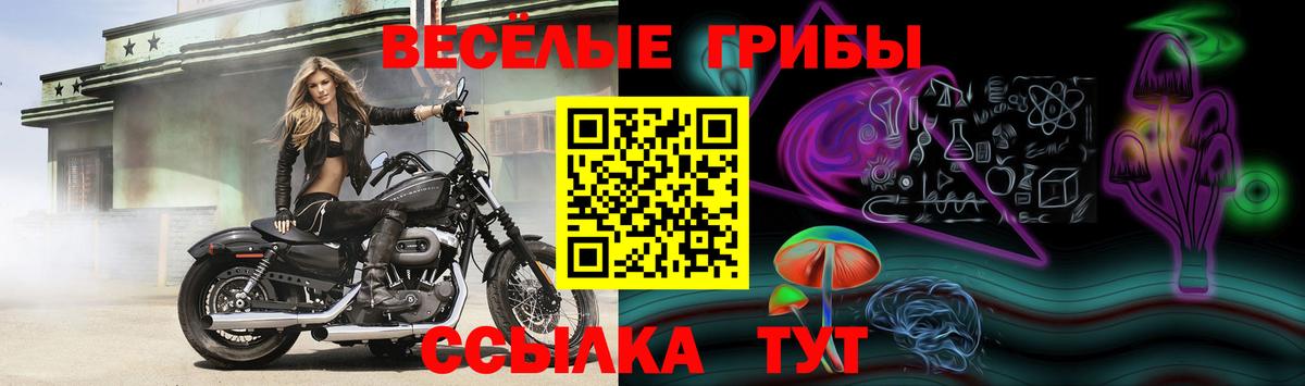 как найти закладки  Псилоцибиновые грибы ЛСД  Псилоцибиновые грибы GOLDEN TEACHER  Вход с VPN  Сердобск 
